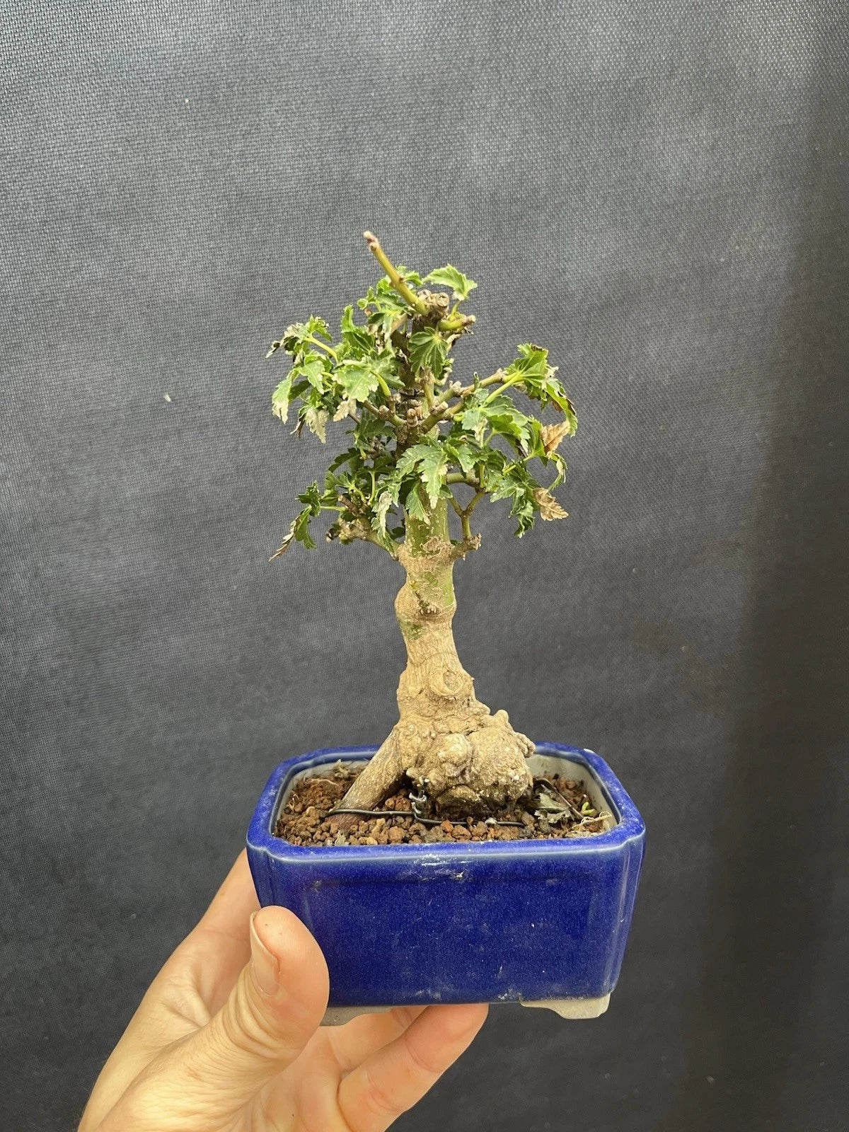 Shishigashira Japanese Maple Mame Bonsai Tree - Potted Indoor Plant, Acer palmatum 'Shishigashira'