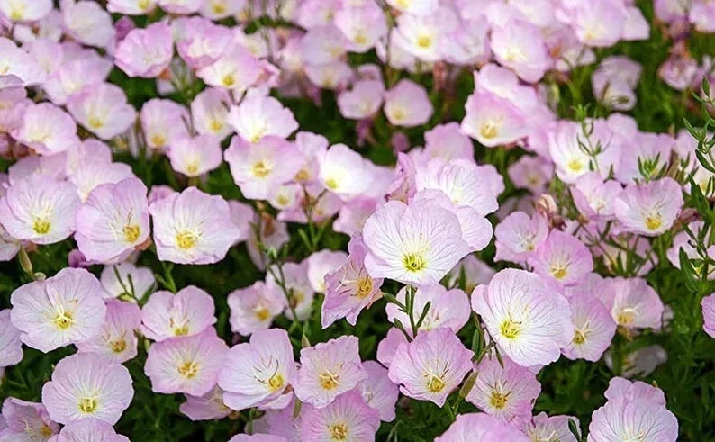 Showy Evening Primrose Seeds – Organic Perennial Flower Seeds – Oenothera macrocarpa – Yellow Blooms – USA Grown, Free Shipping