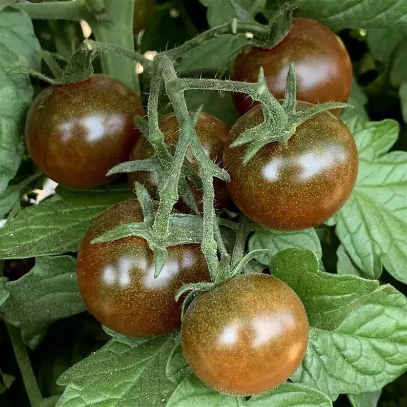 Brown Berry Tomato Seeds - Organic Heirloom Solanum lycopersicum, Small Sweet Juicy Tomatoes, 10+ Seeds, Disease-Resistant, Container Gardening