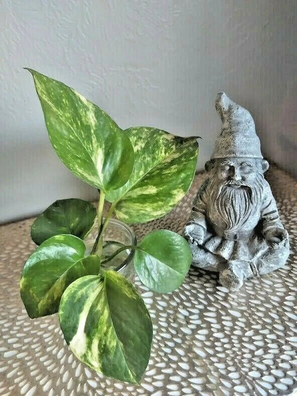 Live Pothos Cuttings (6) - Rooted Epipremnum aureum Indoor Plants for Home & Office Decor