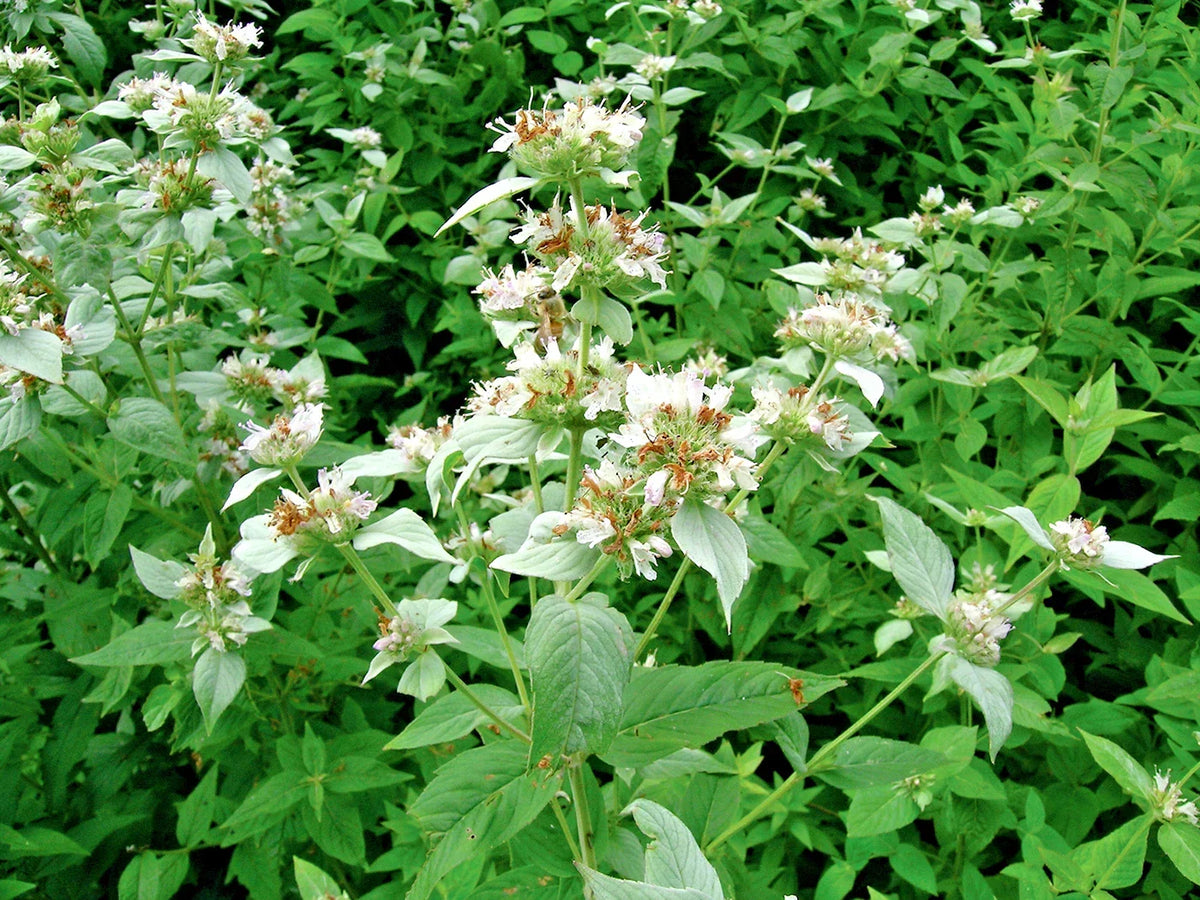 Mountain Mint Seeds - 501+ Pack - Native Edible Wildflower - Drought Tolerant Herb