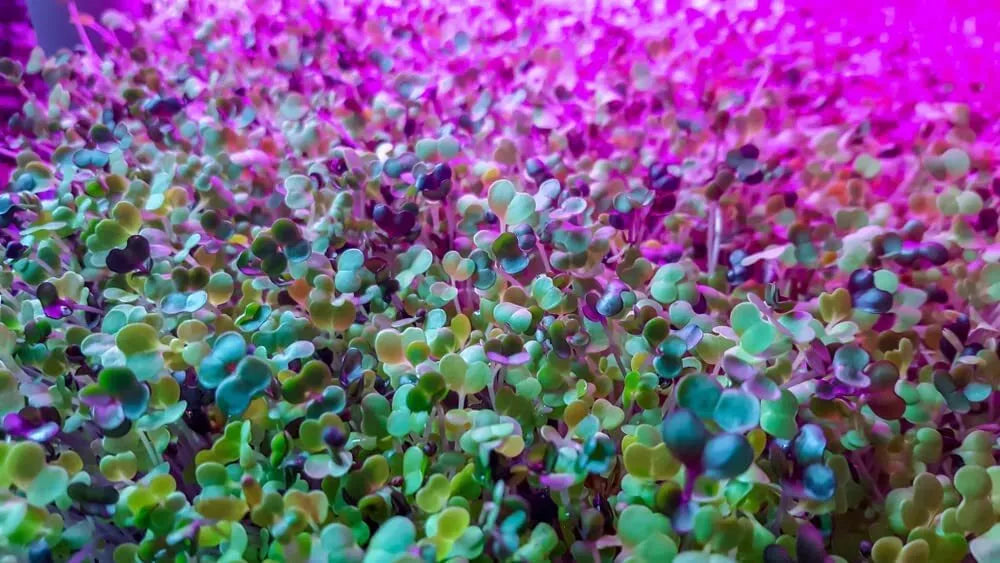 250 Alfalfa Microgreen Seeds - Medicago sativa Organic Non-GMO Microgreens