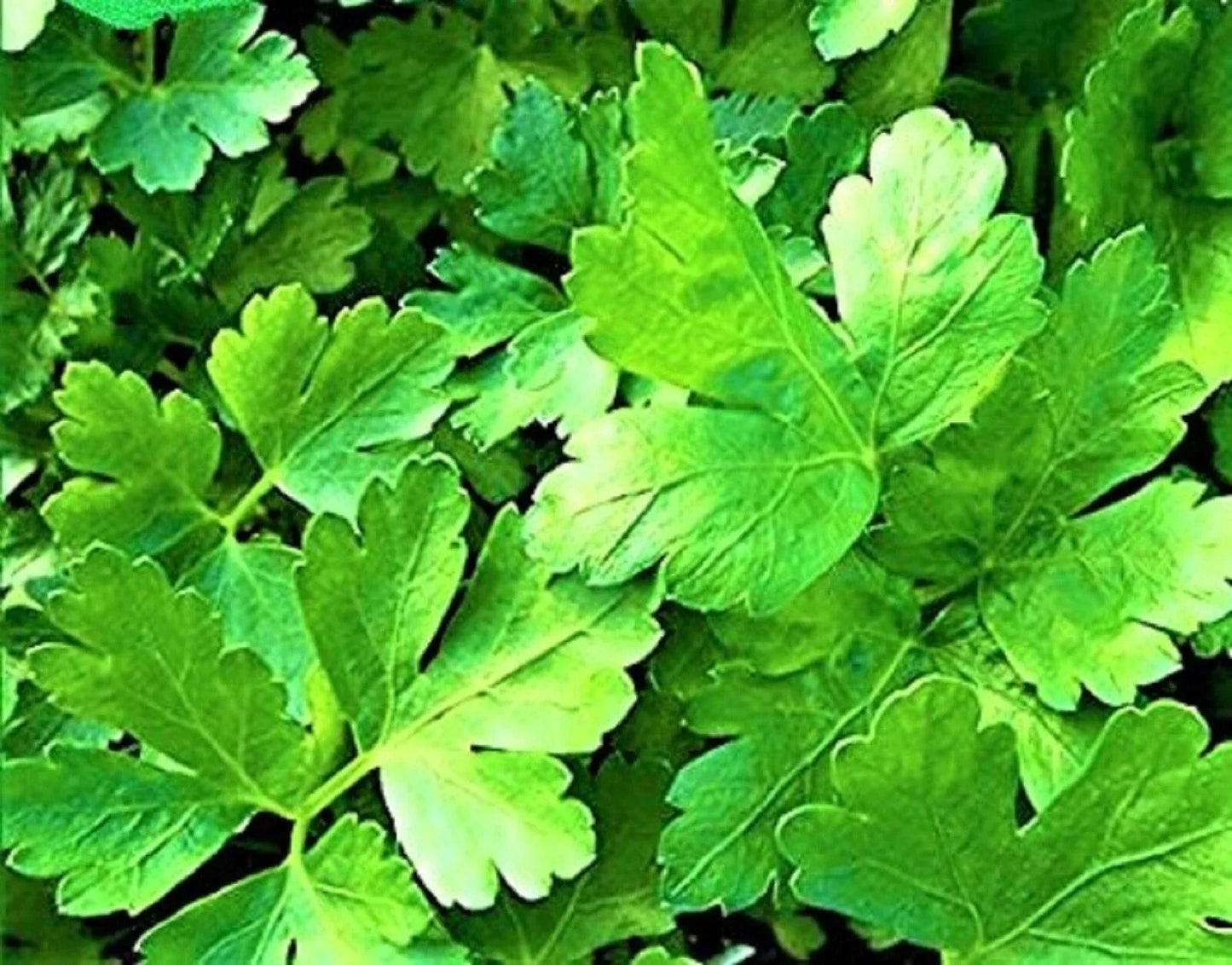 Italian Parsley Seeds - Non-GMO Organic Herb Seeds for Culinary Use, Petroselinum crispum, 300+ Seeds, Indoor & Garden Plant