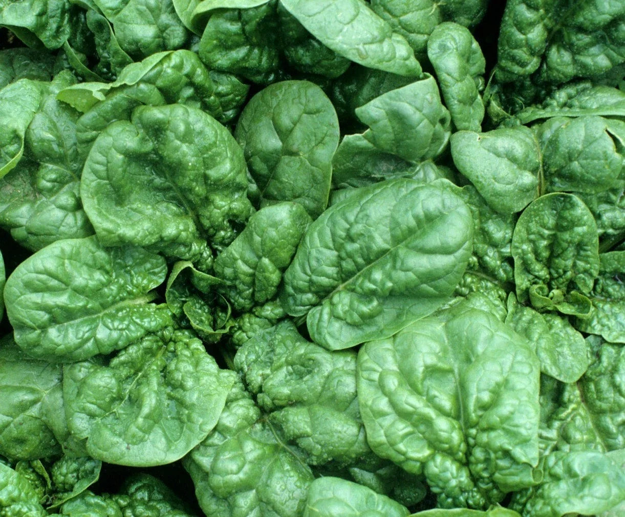 Spinach Seeds Bloomsdale 100+ Count, Leafy Greens for Vegetable Garden, Spinacia oleracea