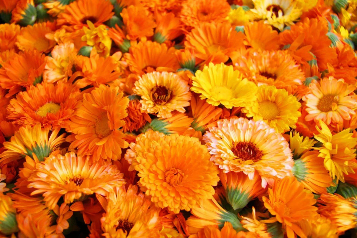 Calendula Seeds 250+ - Pacific Beauty Mix - Organic Calendula officinalis Garden Seeds