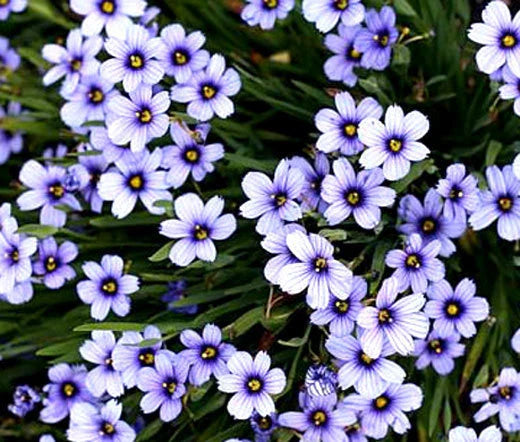 Blue Eyed Grass Seeds - 1,000 Bulk Sisyrinchium Bellum Wildflower Seeds for Native Garden & Pollinator Attracting Planting