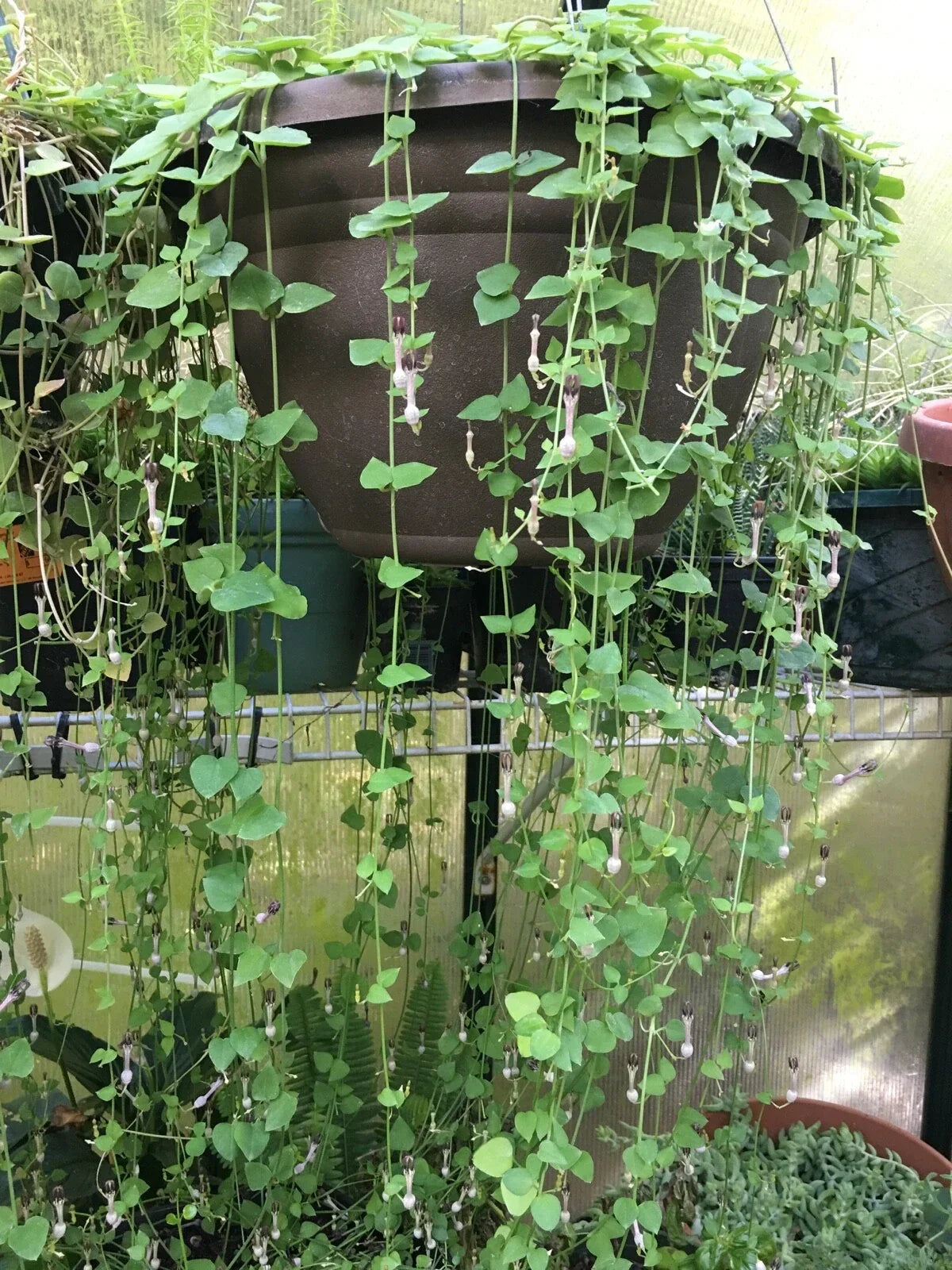 String of Hearts Cuttings 8" - Ceropegia woodii, Rosary Vine, Live Plant Propagation Cuttings, Trailing Indoor Plant