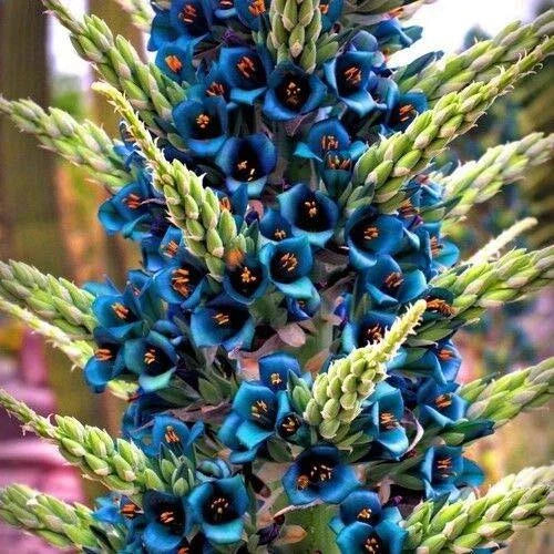 Blue Sapphire Tower Plant Seeds - Puya alpestris - 10+ Seeds - Rare Tropical Succulent with Blue Flowers