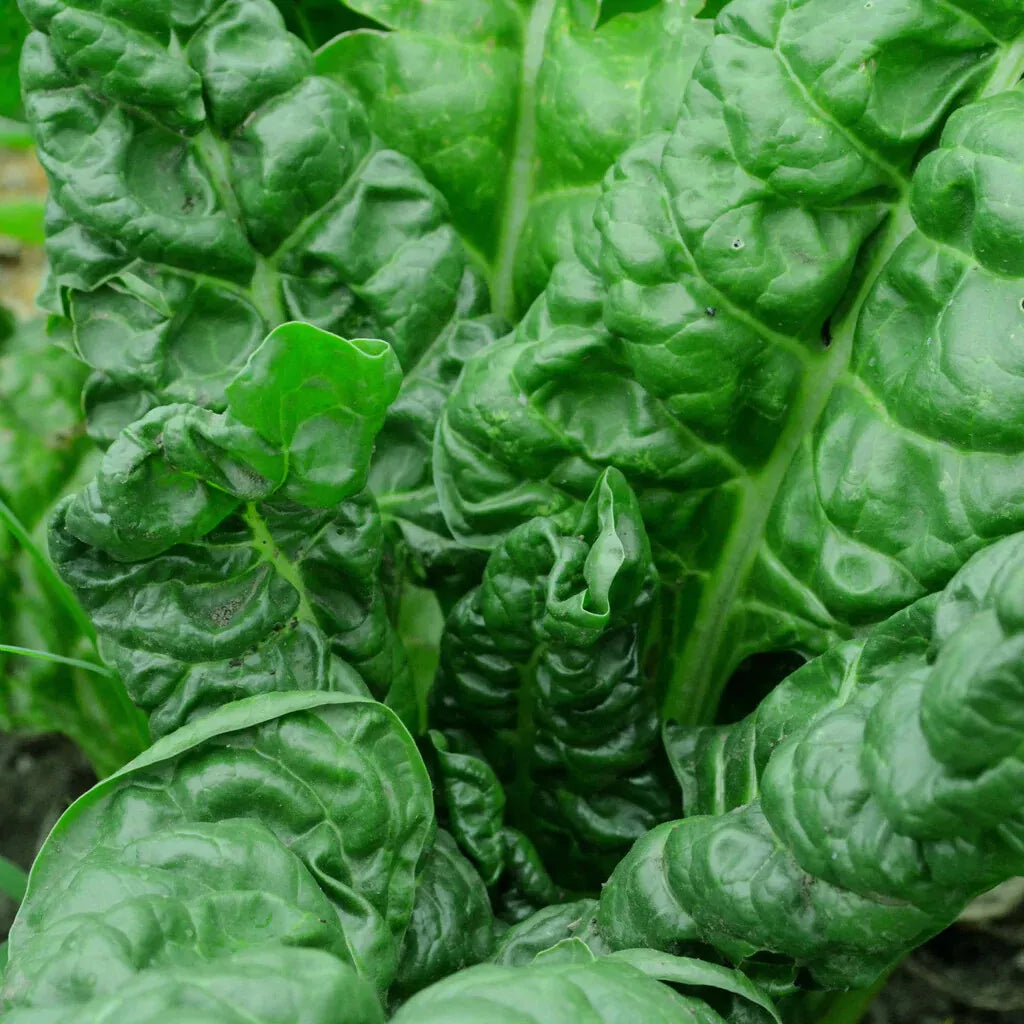 Perpetual Spinach Swiss Chard Seeds - NON-GMO Heirloom Beta vulgaris Salad Greens for Organic Gardening