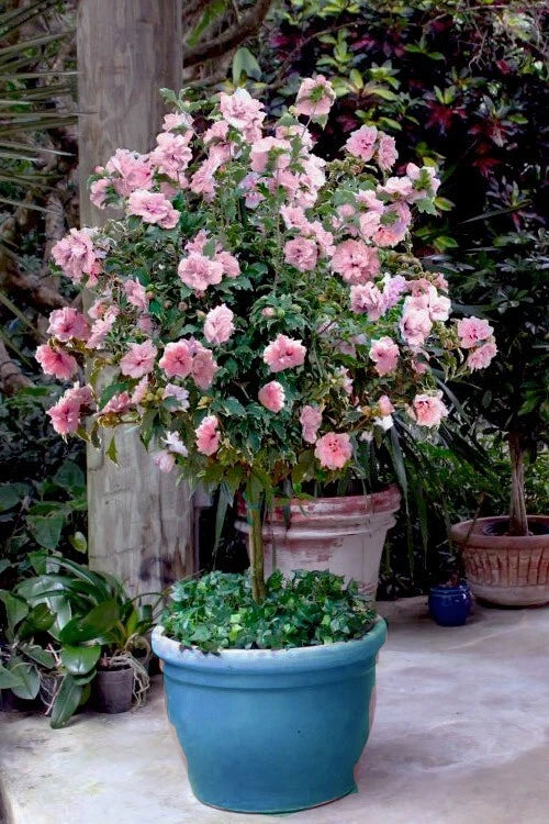 Pale Pink Sugar Tip Double Rose of Sharon Hibiscus Cuttings - Rare Hibiscus syriacus Propagation, Garden Shrubs