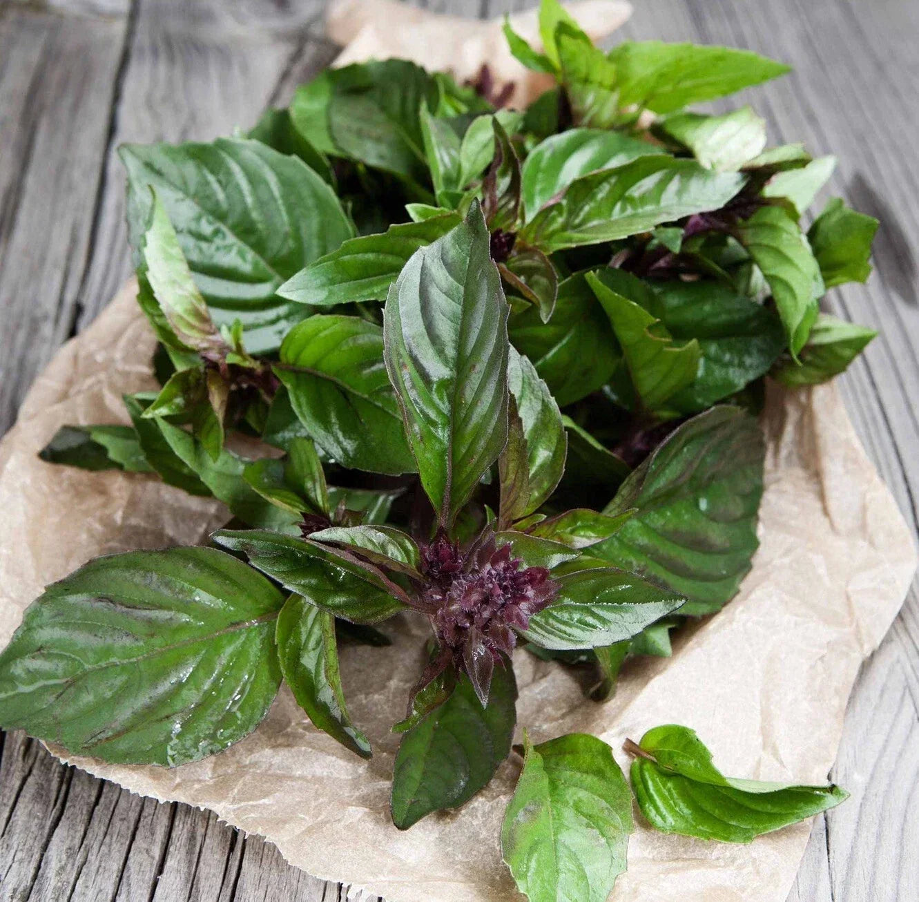 Thai Basil Seeds 500+ Non-GMO Heirloom Ocimum basilicum Organic Herb Seeds for Gardening