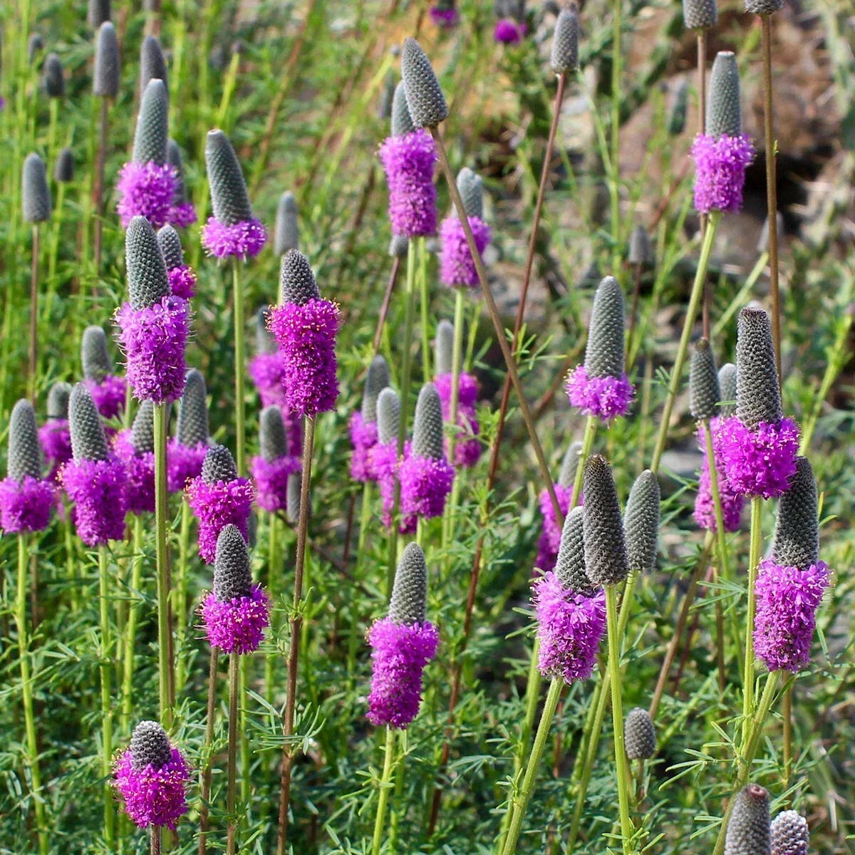 Purple Prairie Clover Wildflower Seeds 1/4 lb Dalea purpurea Native Plant Seeds for Pollinator Gardens