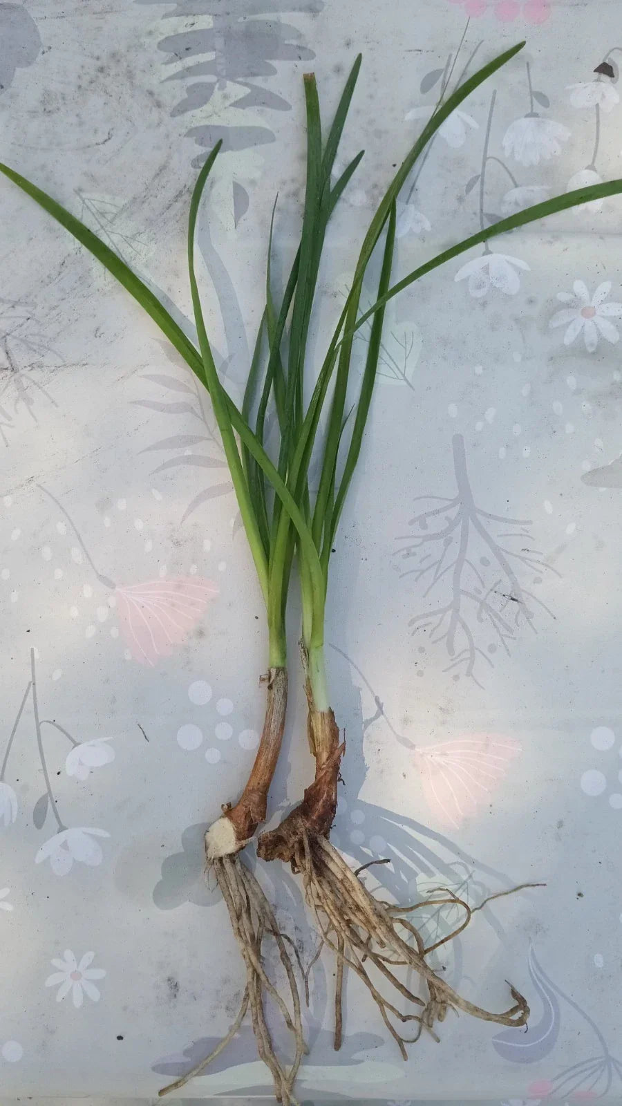 2 Rooted Society Garlic Plants Tulbaghia Violacea Fragrant Flowers Edible Leaves Perennial Garden Plant