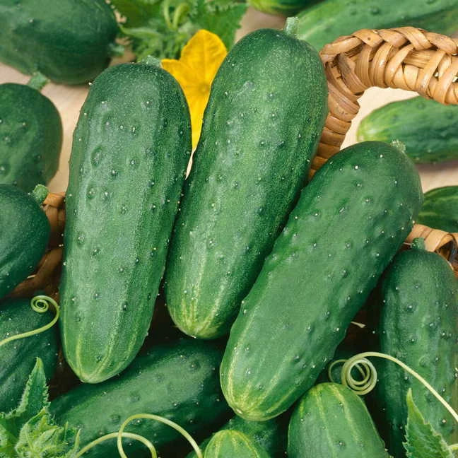 Pickling Cucumber Seeds 25+ Pack - Cucumis sativus for Homemade Pickles, Vining, Non-GMO, Easy to Grow