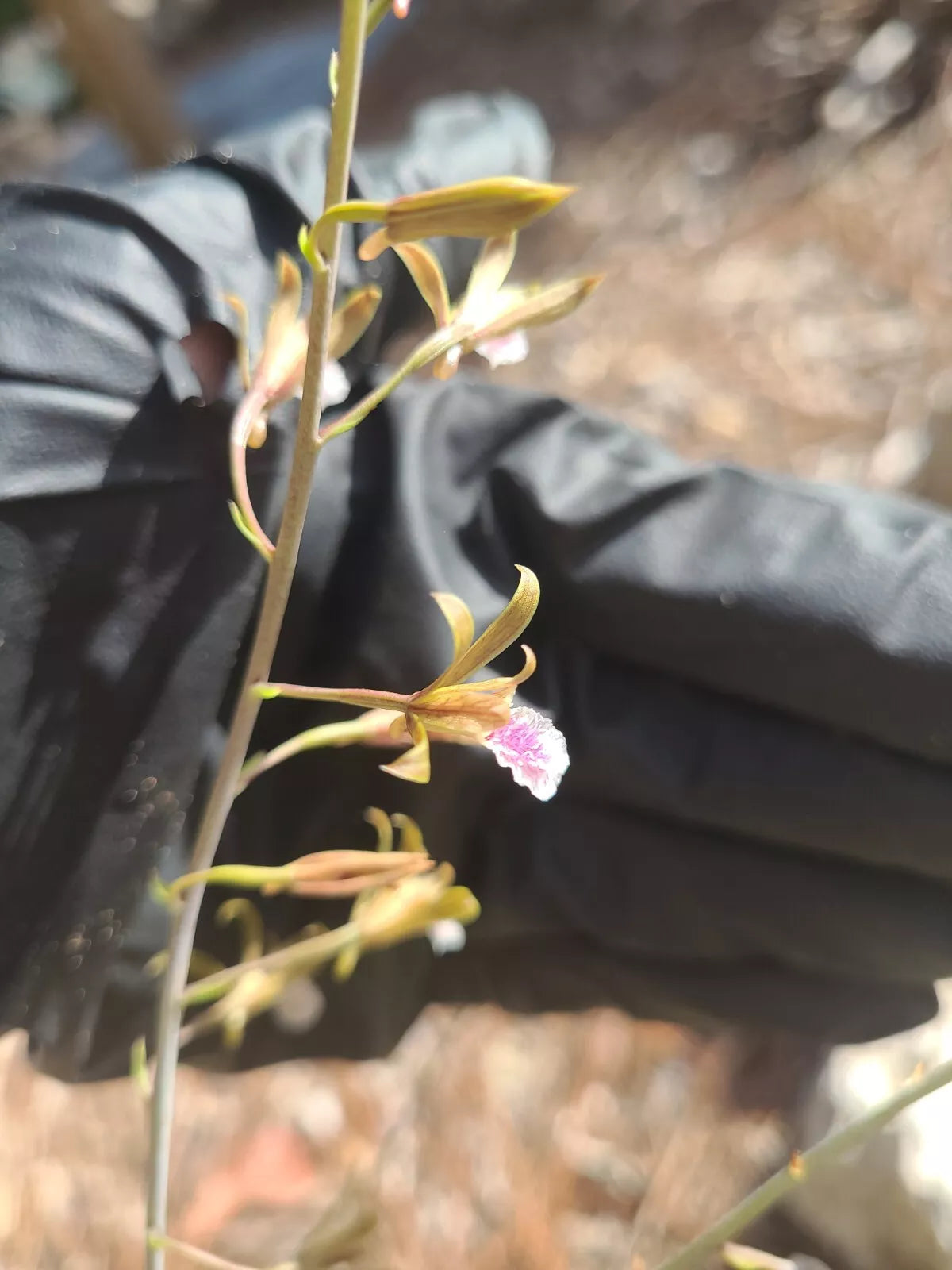 Eulophia Graminea Mini Orchid - Blooming Size Ground Plant - Chinese Crown Orchid, Exotic, Tropical, Indoor & Outdoor