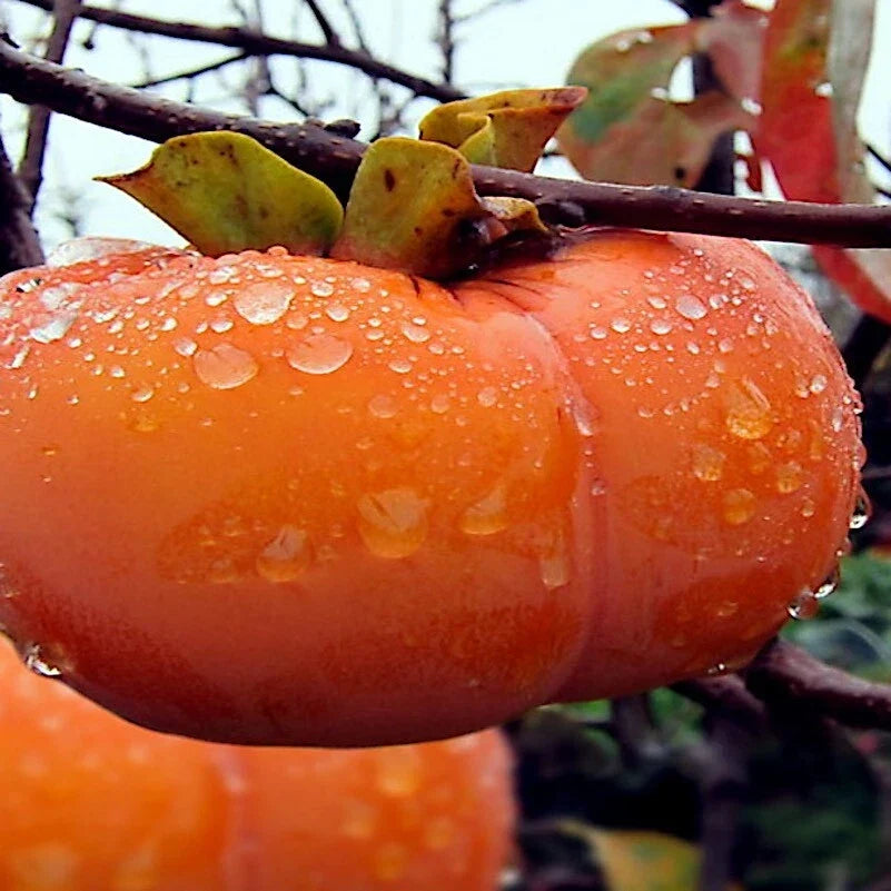 Japanese Persimmon Tree Seeds - Diospyros Kaki, 5 Pack, Hardy Deciduous Fruit Plant for Garden or Indoor Growing