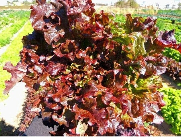 Red Salad Bowl Loose Leaf Lettuce Seeds - Heirloom, Bright Red Color, Lactuca sativa, 600-8,000 Seeds for Home Gardens