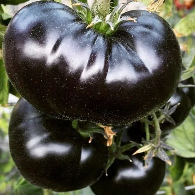 Black Sea Man Tomato Seeds - Organic Heirloom Variety, Solanum lycopersicum, 10+ Seeds for Home Garden, Canning & Fresh Eating