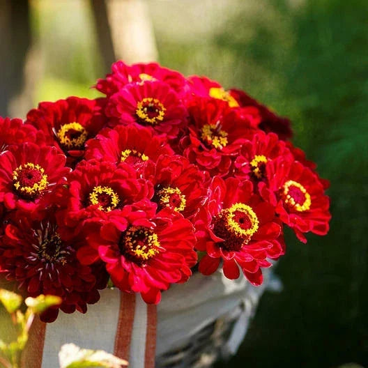 Zinnia Seeds 200 Count - METEOR Burgundy Red Flowers Non-GMO Pollinator Friendly Butterfly Attracting Zinnia elegans