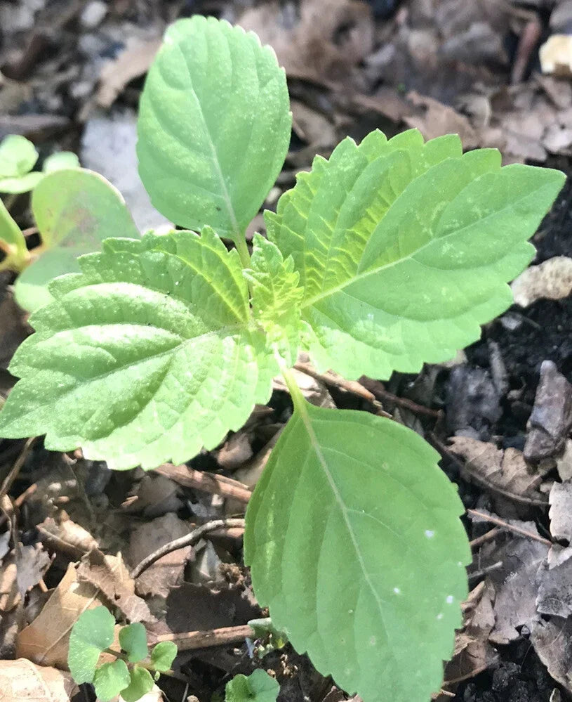 Green Perilla Shiso Plants - Live Starter Bare Roots - Perilla frutescens Var. Crispa - Aromatic Perennial Herb