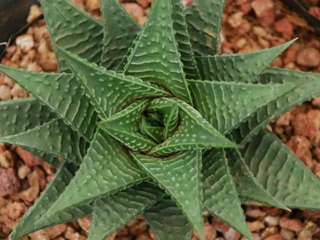 Gasteria Limifolia Plant - 4-Inch Pot Succulent Indoor Houseplant Fairy Washboard Green White Markings