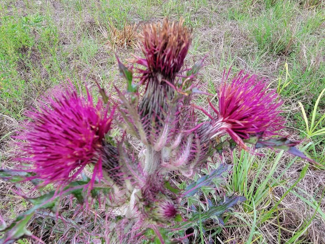 Purple & Yellow Thistle Seeds - Cirsium horridulum | Florida Native Wildflower | 25 Seeds