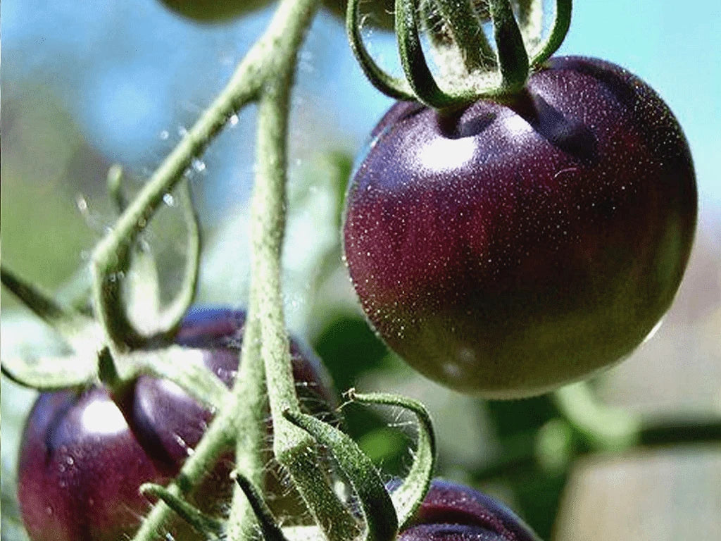 Organic Black Plum Tomato Seeds - Heirloom, Non-GMO, 25 Pack, Solanum lycopersicum, Perfect for Gardens in Virginia