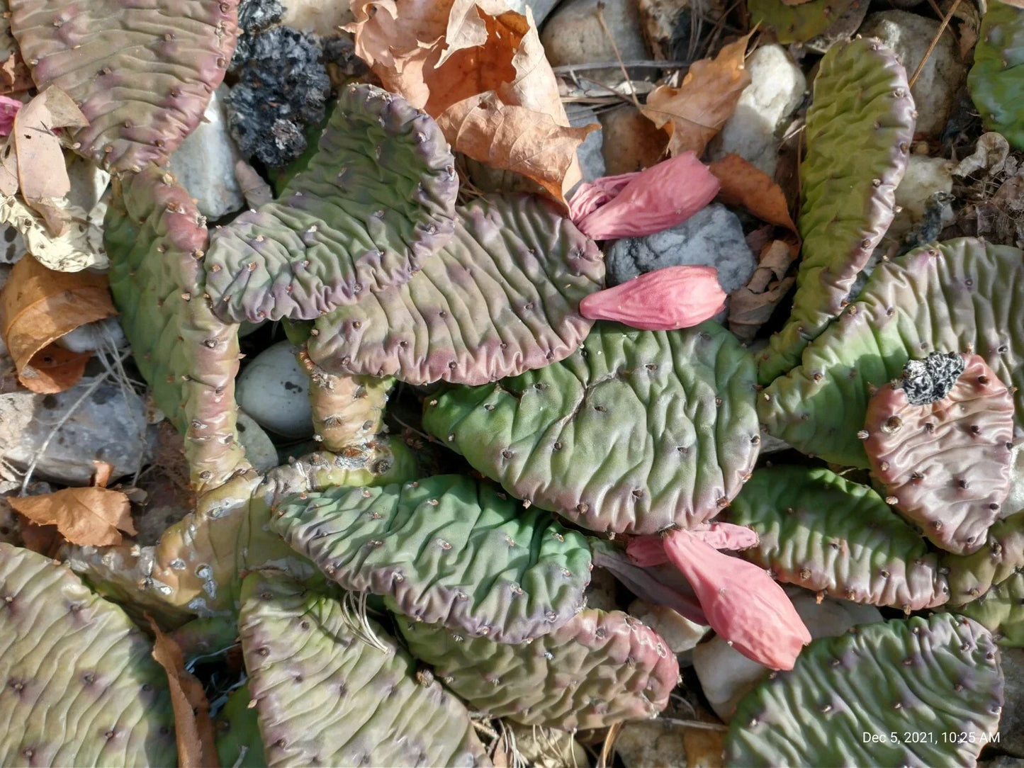 Large Cold Weather Prickly Pear Cactus Plant – 3 Pads, Opuntia spp., Drought-Tolerant, Hardy in Cold Climates