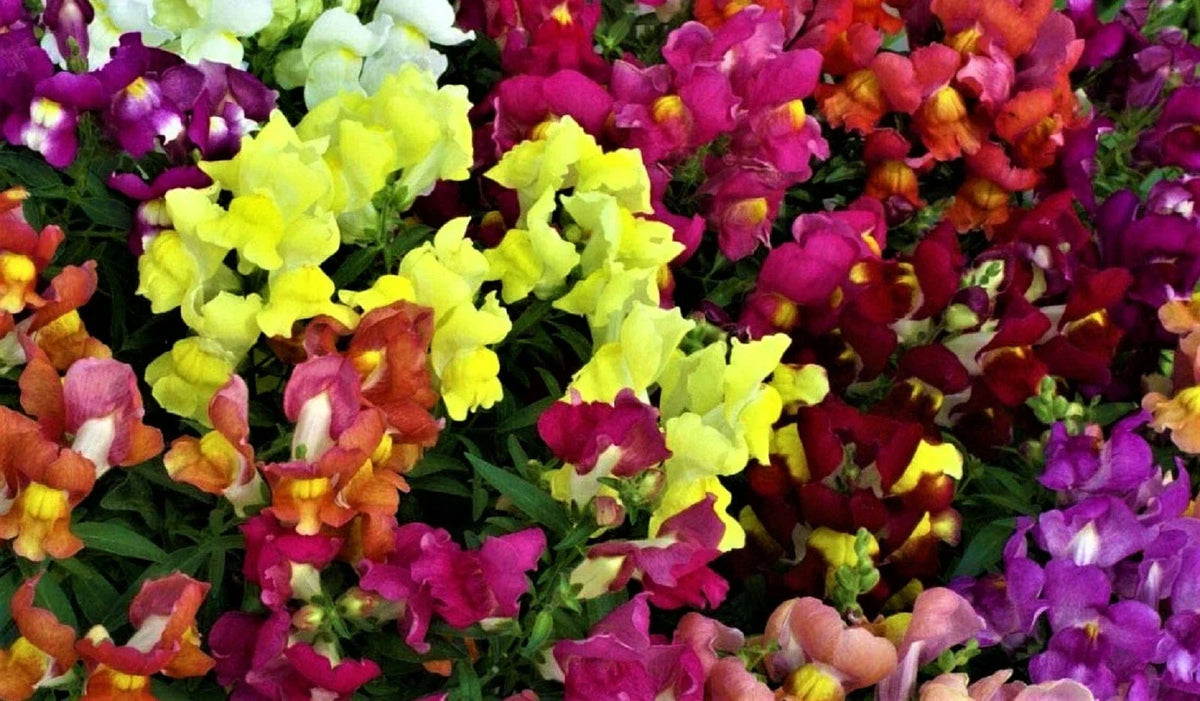 Snapdragon Seeds Dwarf Mix - Non-GMO Flower Seeds for Borders & Containers - Antirrhinum majus, Vibrant Color Mix, 1,000+ Seeds