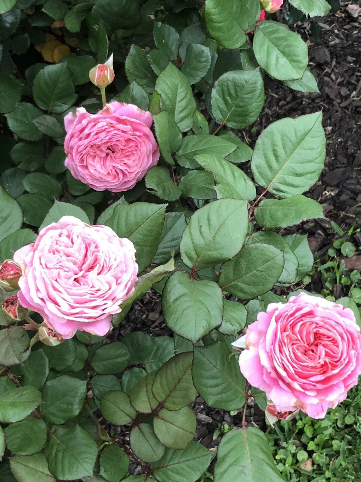 Queen of Elegance Rose Cuttings 10 Inch | Rosa 'Queen of Elegance' | Garden Rose, Fragrant Blooms, Disease-Resistant, Easy to Grow
