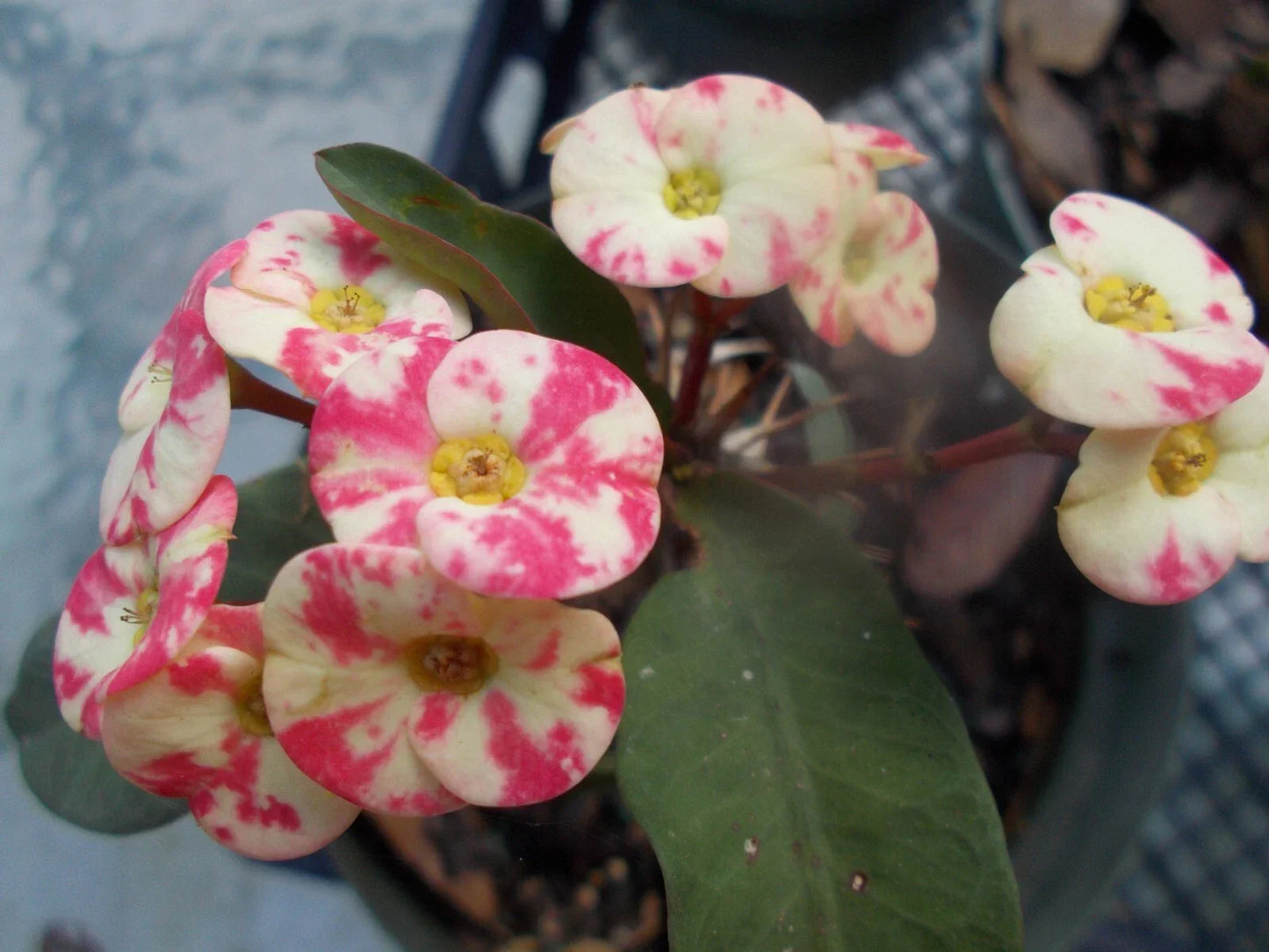 Thai Hybrid Crown of Thorns Pink Mix Rooted Cutting - Euphorbia milii, Drought-Tolerant Indoor/Outdoor Plant