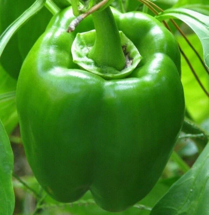 Green Bell Pepper Seeds - 'Emerald Giant' Sweet Capsicum annuum, Non-GMO, 30+ Seeds for Garden, Container, or Greenhouse Cultivation