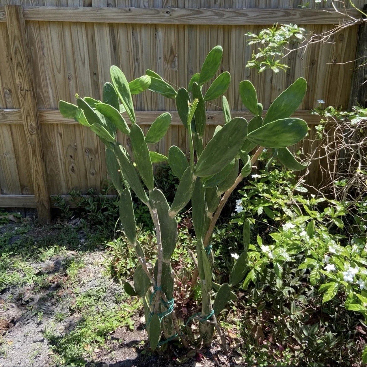 Dragon Fruit & Prickly Pear Cactus Unrooted Plant Cuttings Lot of 2 - Hylocereus undatus & Opuntia spp. Succulent Gardening