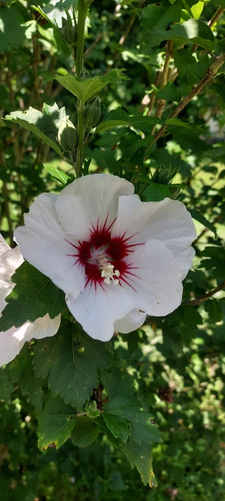 Unrooted Hibiscus syriacus Cutting - White with Maroon Rose of Sharon Shrub for Garden, Landscape, Pollinator Attractant