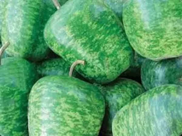 Large Apple Gourd Seeds – Lagenaria siceraria – Decorative, Crafting, Vining Annual Plant, Pack of 25 Seeds