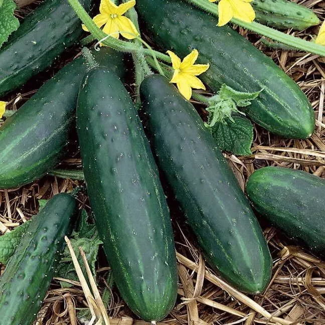 Spacemaster 80 Cucumber Seeds – Organic Heirloom Non-GMO for Container Gardening, High Yield, Cucumis sativus