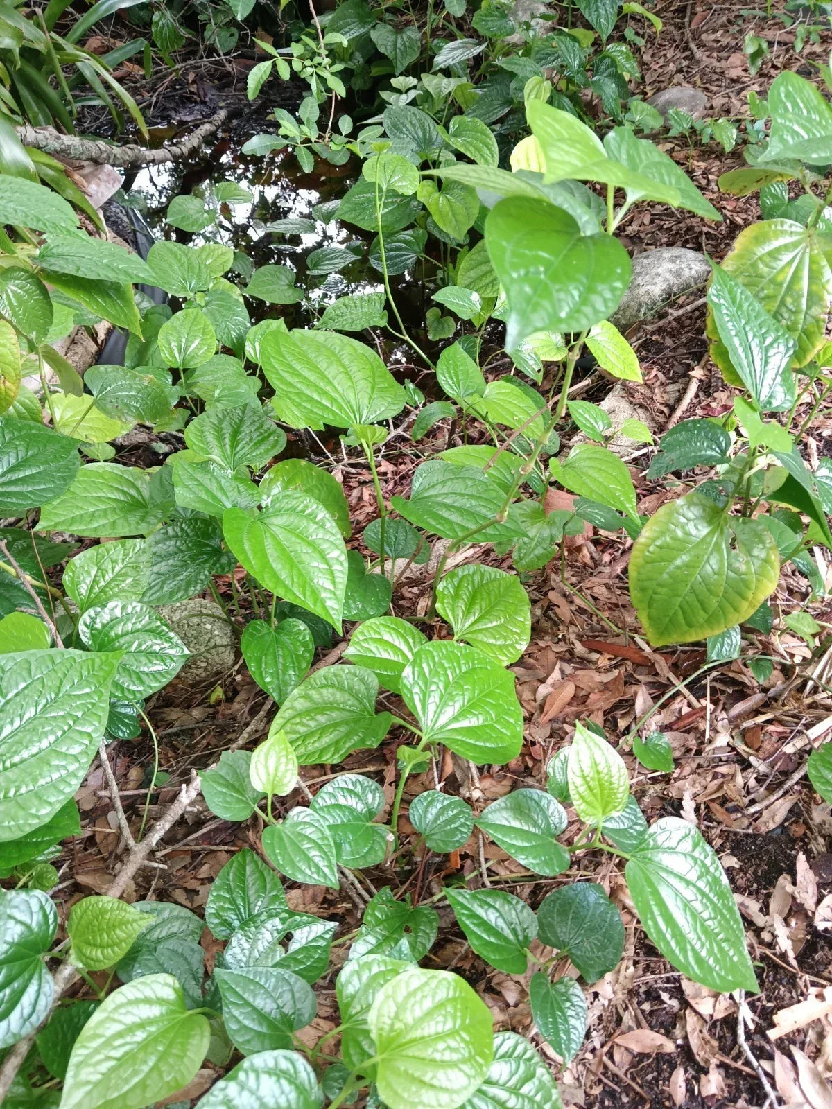 Large Rooted Piper Sarmentosum Plant – Edible Herb for Cooking & Garden, Southeast Asian Wild Betel Leaf, Lolot, Wild Pepper
