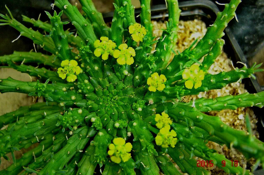 Euphorbia flanaganii 'Caput-Medusae' Cutting – Rare Succulent, Unique Houseplant, 6" Long, Drought Tolerant, Easy Care