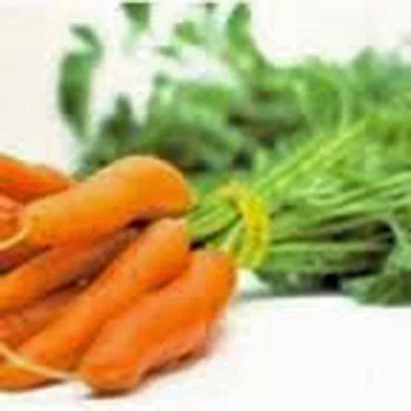 Non-GMO Carrot Seeds, Little Finger Variety, Daucus carota, Heirloom Vegetable Gardening Seeds, 500+ Seeds
