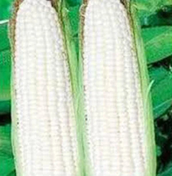 White Corn Seeds, Stowell's Evergreen Heirloom, Sweet Corn Zea mays, 20+ Seeds for Home Garden, Non-GMO, Delicious, Easy to Grow
