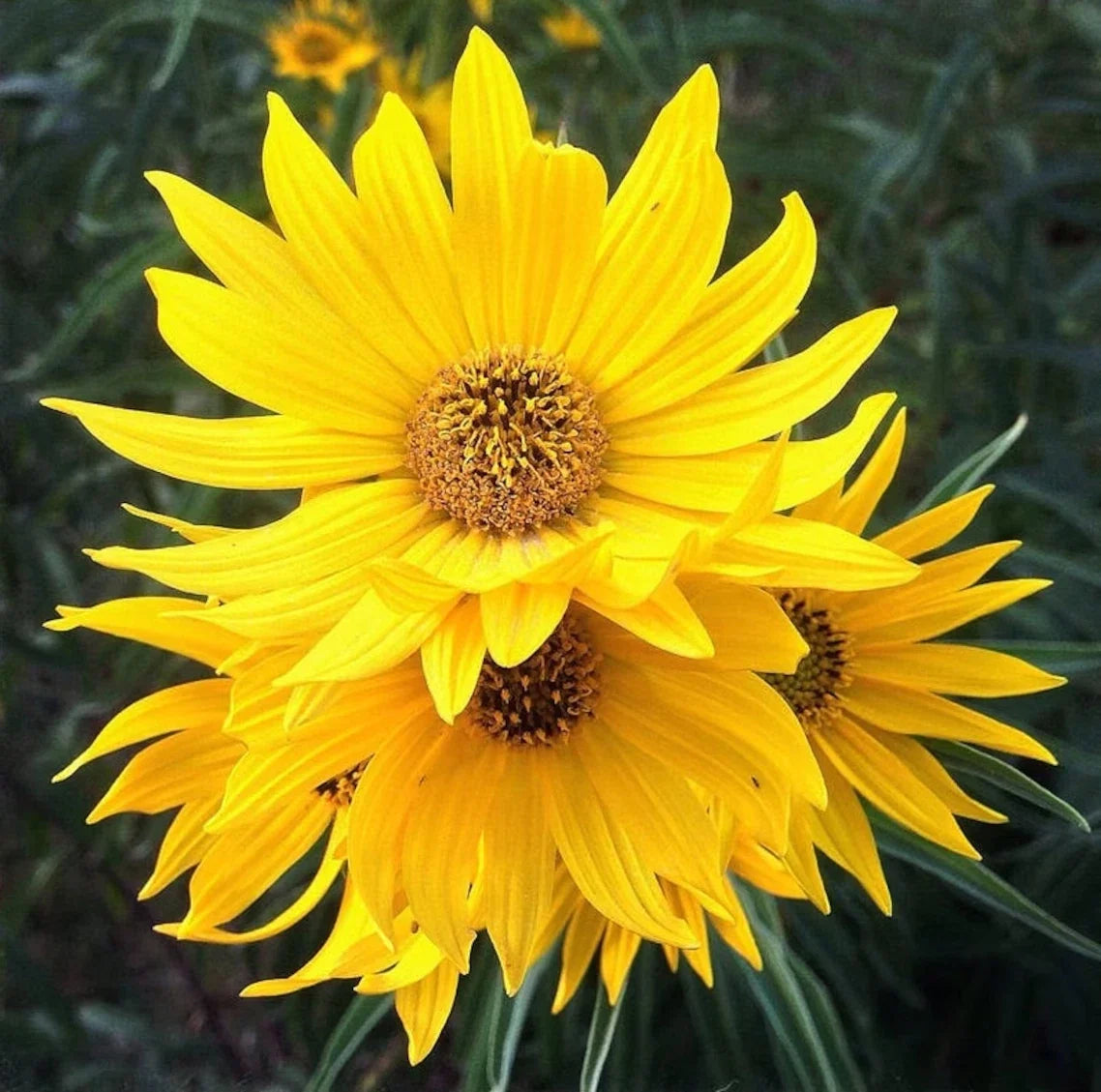 Maximilian Sunflower Seeds - Perennial Helianthus maximiliani - Non-GMO, Heirloom, Tall Blooming Plant, Pollinator Attractant