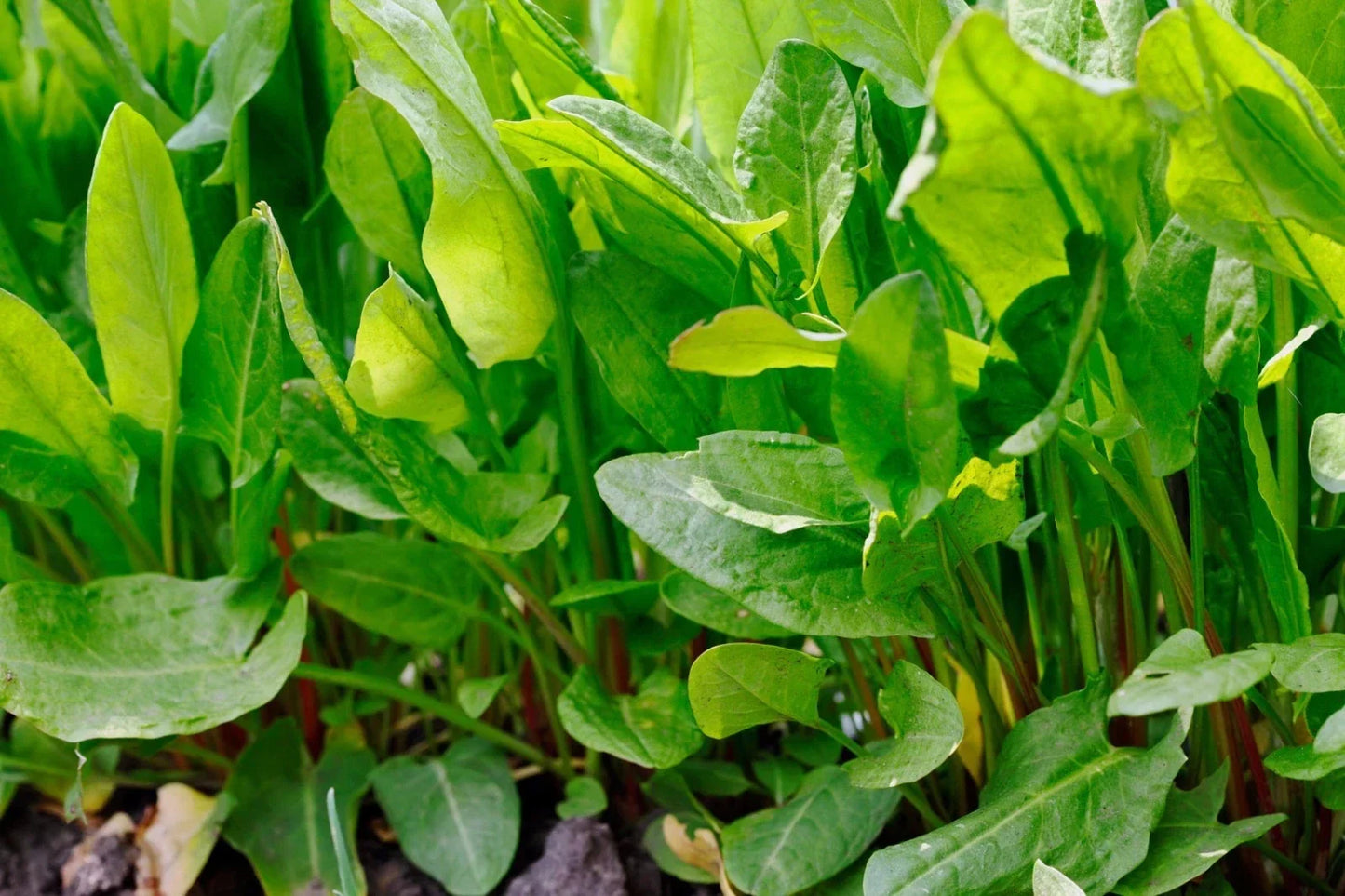 Large Leaf Sorrel Seeds, Non-GMO Heirloom Rumex acetosa, Various Sizes, Edible Greens, Garden & Container Planting