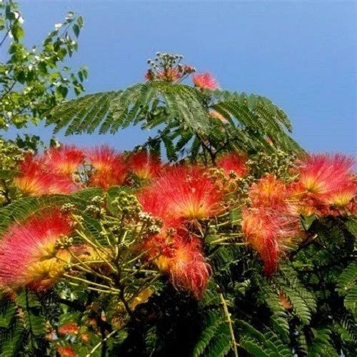 Orange Mimosa Tree Seeds - 5 Pack Albizia julibrissin Silk Tree Perennial Gardening Supplies