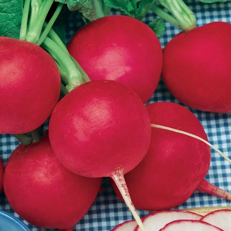 German Giant Radish Seeds - Large, Crispy, Delicious Raphanus sativus - Select Quantities 30-10,000 Seeds