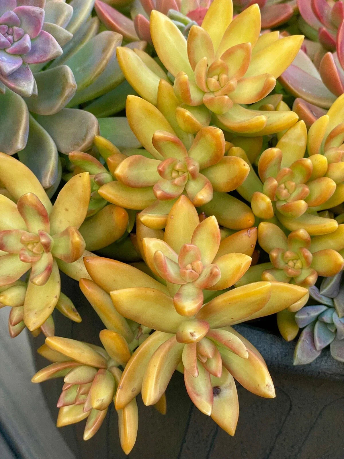 Rare Succulent Cutting 2-Inch Orange Delight Sedum Nussbaumerianum Live Plant, Crassulaceae, Drought-Resistant, Indoor Outdoor