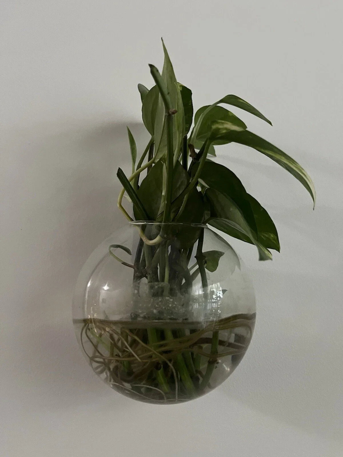 Pothos Cuttings - 5 Stem Propagation Plants - Epipremnum aureum Indoor Greenery for Home and Office