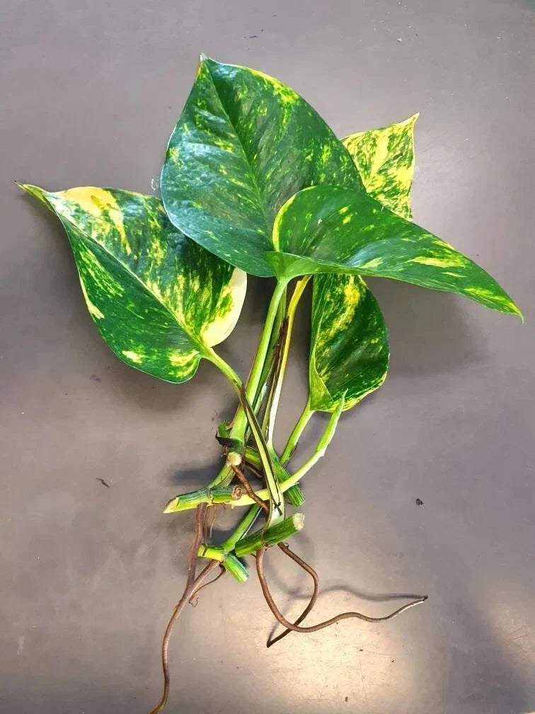 Hawaiian Pothos Leaf Cuttings 5 Pack with Air Roots Epipremnum aureum Indoor Plant Propagation