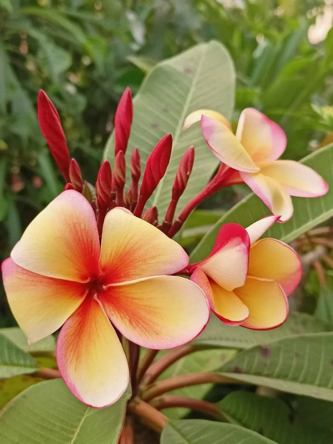 Hawaiian Plumeria Frangipani Plants in 8 oz Pot - Stress-Reducing Tropical Flowering Shrub - Plumeria spp.