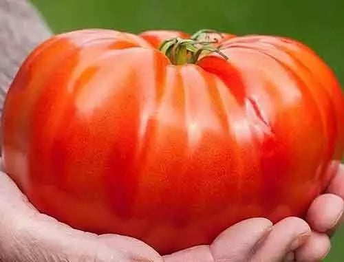 Beefsteak Tomato Seeds 120+ Count Organic Heirloom Non-GMO Solanum lycopersicum Packet
