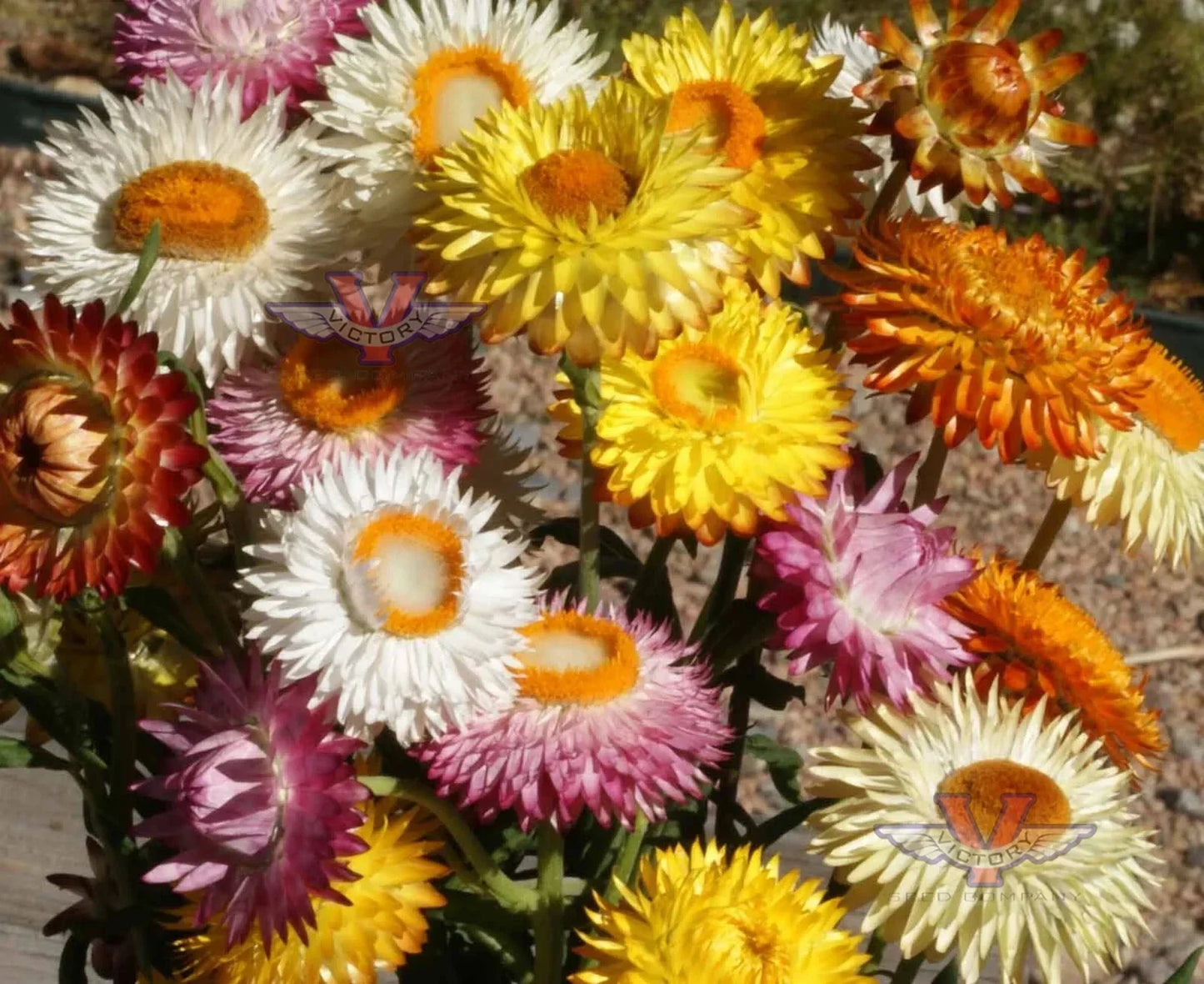 Dwarf Strawflower Seeds Mix Helichrysum bracteatum Everlasting Paper Daisy Flower Seeds for Gardens & Arrangements